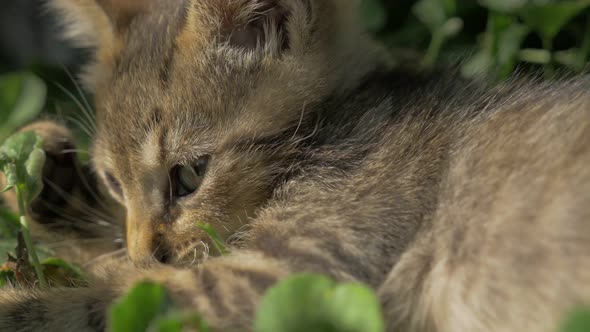 Little cat playing in the grass close-up outdoor 4K 3840X2160 UltraHD footage - Feline in the garden