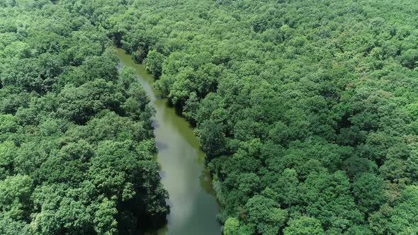 Aerial view of river and beautiful wild forest. 