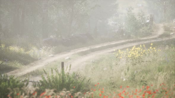 Sunbeams Entering Coniferous Stand on a Misty Summer Morning