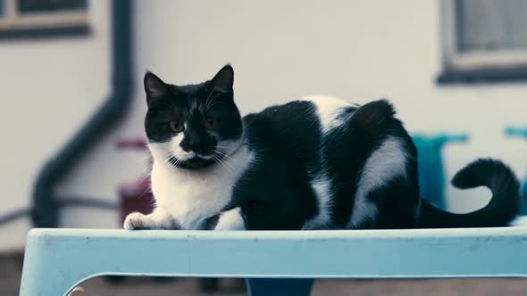 vigilant cat sitting outside on a blue table