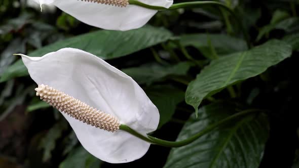 Flowering of the flamingo flower in the botanical garden.