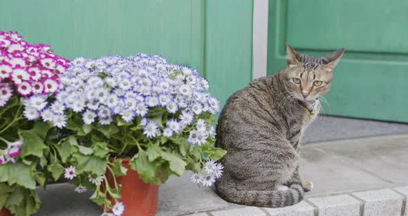 Street cat sitting at the house door