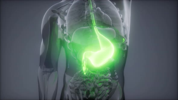 Human Stomach Radiology Exam alt