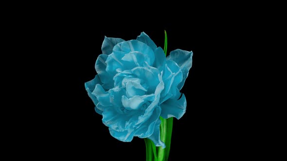 Beautiful Blue Tulip at the Moment of Opening, Time Lapse,  Video, Alpha Channel