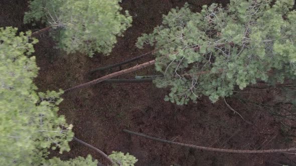 Vertical Video of Trees in a Pine Forest Slow Motion