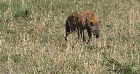 Spotted Hyena, crocuta crocuta, Adult walking, Masai Mara Park in Kenya, Real Time 4K