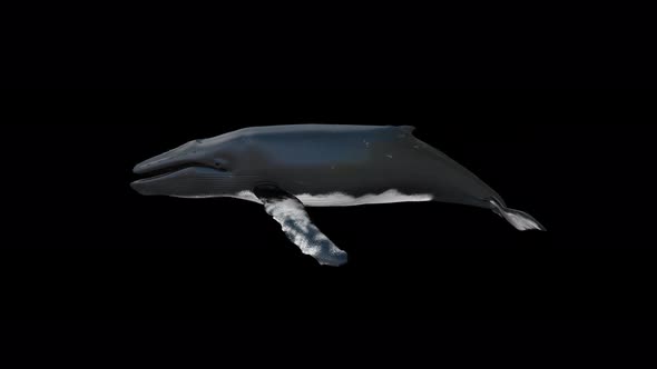 4K Whale