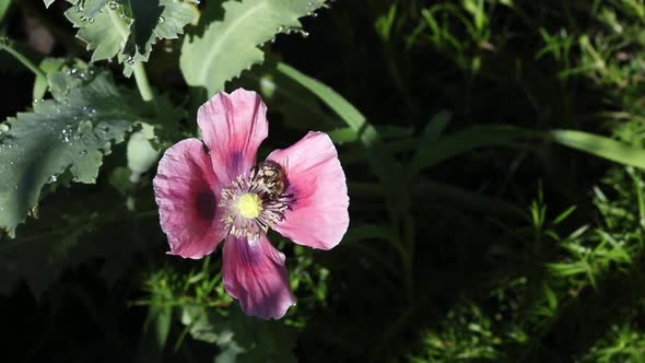 Pink poppy. Bee paradise in poppy petals.