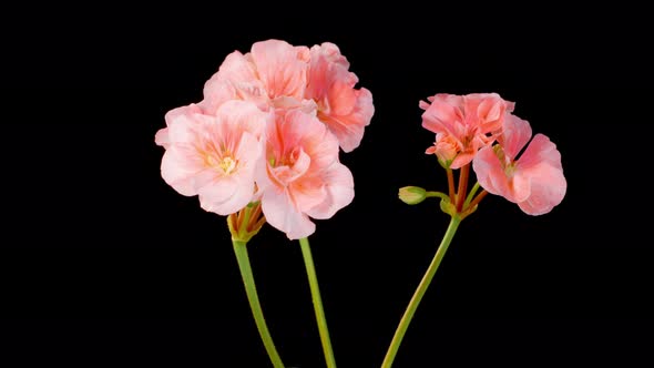 Time Lapse of Opening Pink Geranium Pelargonium Flower