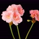 Time Lapse of Opening Pink Geranium Pelargonium Flower - VideoHive Item for Sale