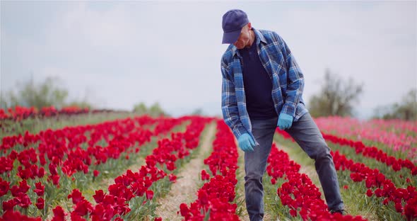 Farmer Working at Tulips Flower Plantation in Netherlands