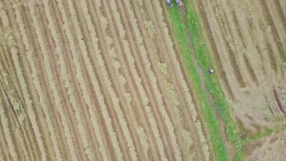 Drone Moves Over Buffaloes Herd Grazing on Green Grass