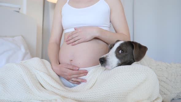 Close-Up Of Pregnant Woman Belly With Dog At Home