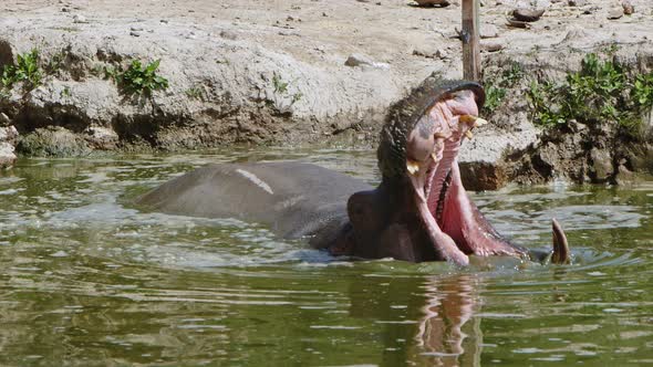 Mammal Animal Hippopotamus Is In Water 7