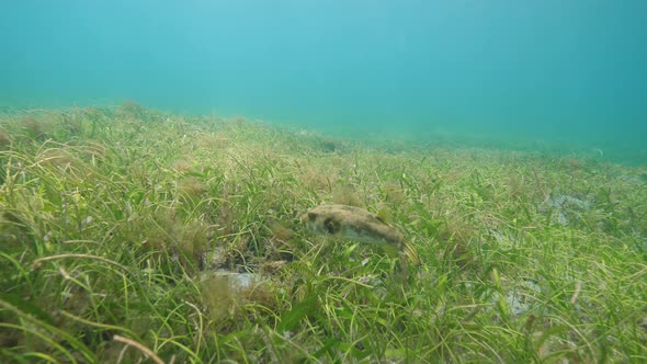 A Puffer Fish Swimming Slowly Above the Green Sea Grass and Seaweeds. Underwater.