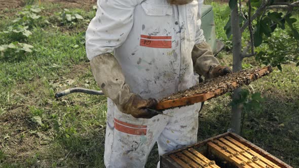 Beekeeper is working with bees and beehives