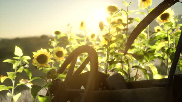 Old Vintage Style Scythe and Sunflower Field