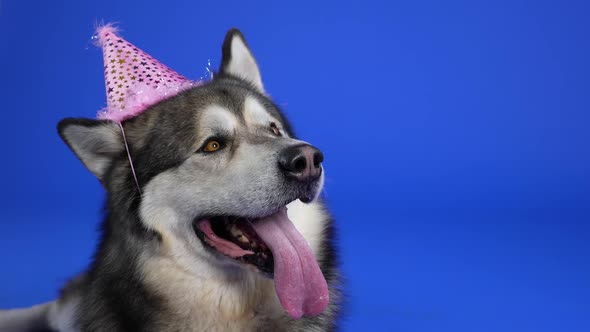 Alaskan Malamute Lies in a Pink Party Hat in the Studio on a Blue Background