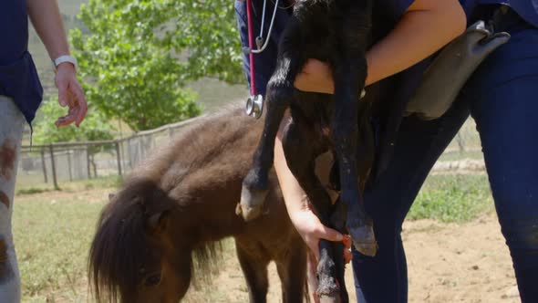 Nurse holding a foal on the farm on a sunny day 4k