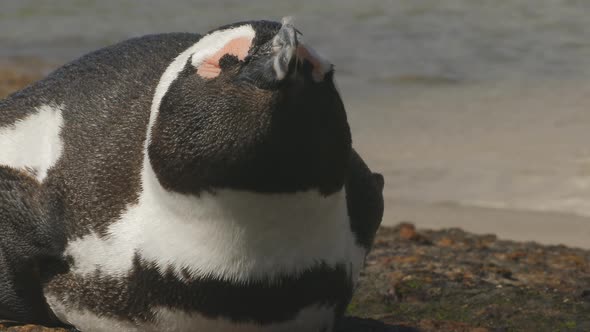 African penguin laying on rock with eyes closed and ocean on the background