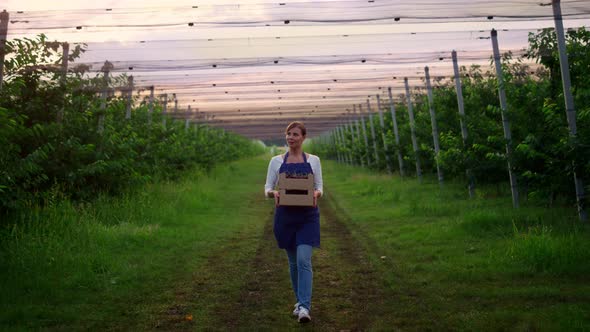 Woman Agronom Walk Garden Holding Cherry Harvest Fruit Box in Plantation House