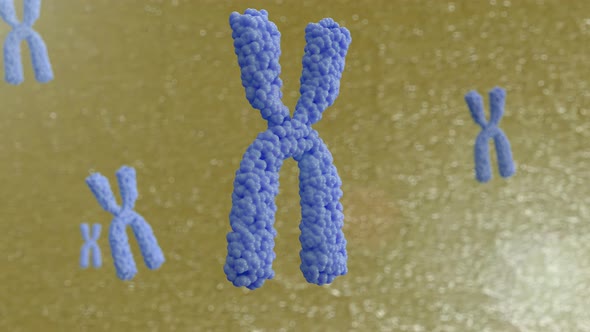 3d animation of chromosomes