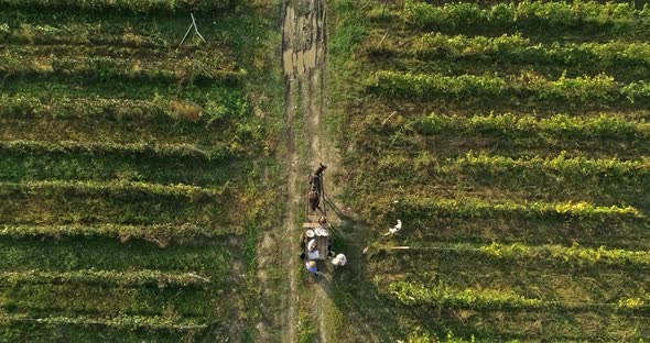 Agriculture - Flying Over the Vineyards