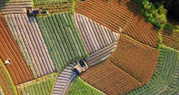 Aerial flyover beautiful vegetable plantation in different colors and pattern during sunny day - Cen