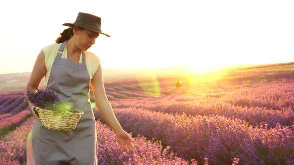 Lavender production and oil producer. Authentic woman farmer growing lavender in the field