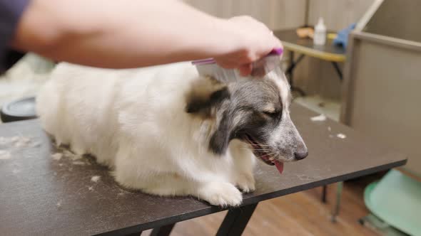 Corgi Dog Lies on Groomer's Table