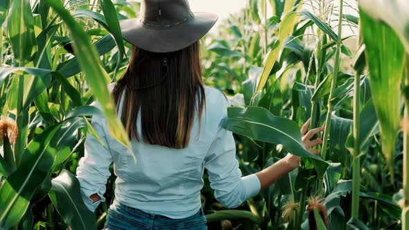 Young Farmer Girl in a Hat, on a Corn Field, Goes Through the Tall Corn Stalks in the Sun