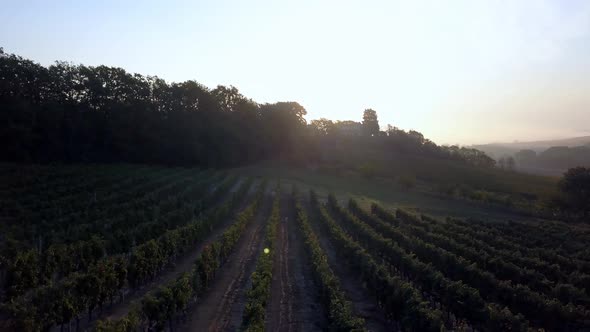 Vineyard rows on farm villa in Tuscany Italy on a foggy morning with small lens flare, Aerial dolly