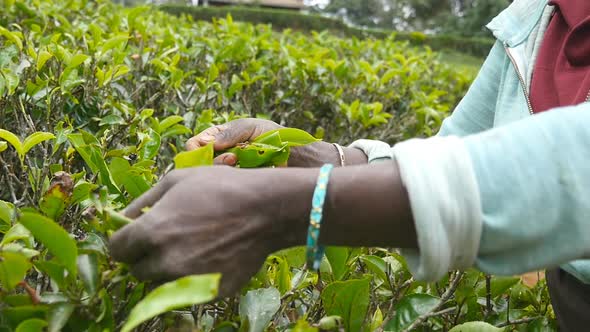 Arms of Woman Harvests Tea From Green Bushes at Farm. Female Hands of Local Worker Picks Fresh