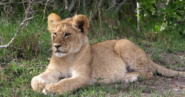 African Lion, panthera leo, Cub laying down, Masai Mara Park in Kenya, Real Time 4K