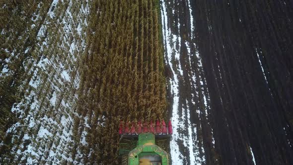 Harvesting corn with a combine harvester on agriculture