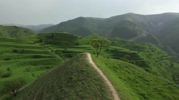 Flying Over Walking Path Among Scenery Green Terraces in Dagestan Mountains