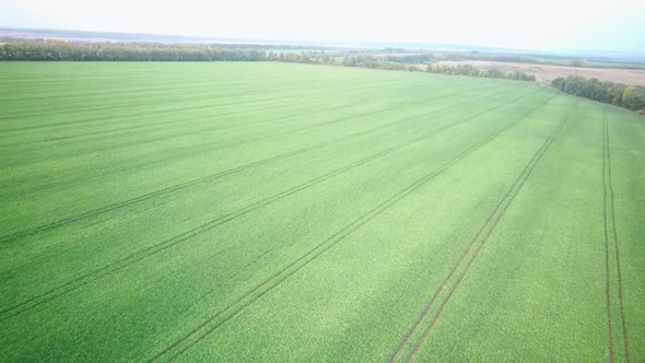 Aerial Video Flying Over Green Grass Field During Sunset in Spring