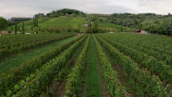 Drone view of vineyards in Friuli, Italy