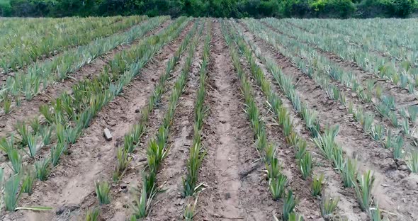 Pineapple Plantations or Pineapple Farmand a Mountainview in ThailandShot on DJI PT4