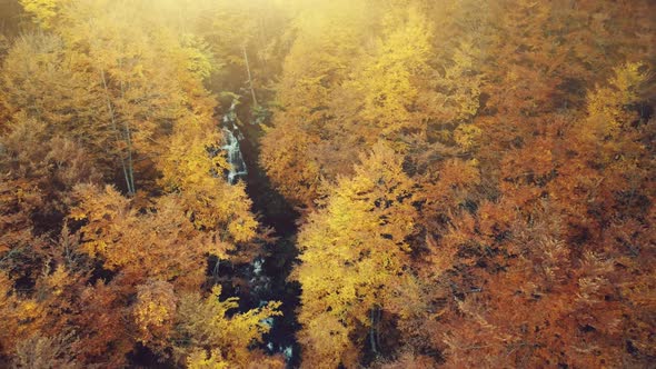 Golden Autumn Forest Creek Scenery Aerial View