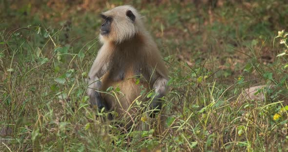 Indian Common Gray Langur or Hanuman Langur Monkey Eating in Ranthambore National Park, Rajasthan