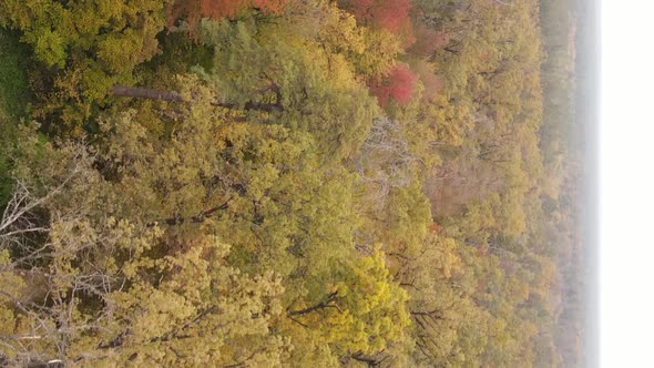 Vertical Video Autumn Forest with Trees in Ukraine Slow Motion