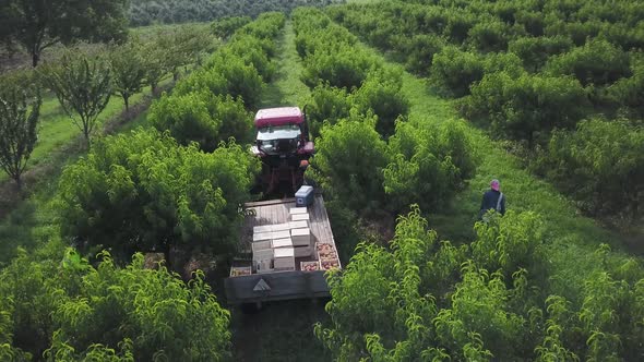 Aerial view or people picking peaches in a peach orchard with a tractor and cart in center.  Rows of