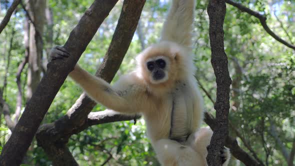 Gibbon in forest_Gibbon playing in trees_ White Gibbon Primate