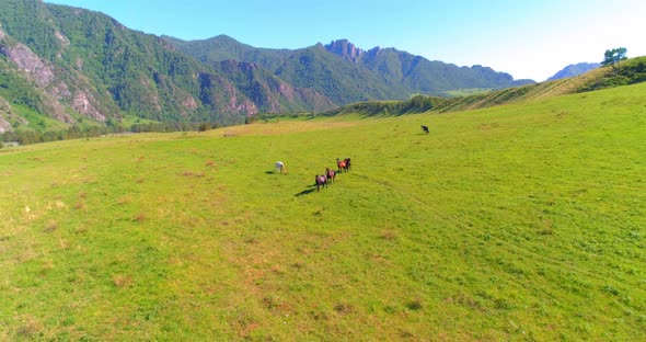 Flight Over Wild Horses Herd on Meadow, Spring Mountains Wild Nature, Freedom Ecology Concept.