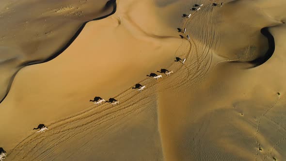 Aerial view group of camels wandering together at a desert landscape, U.A.E.