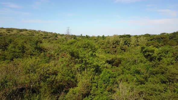 Forest at the Albert Falls Game Reserve