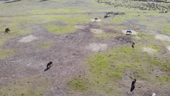 Aerial View of a Horses