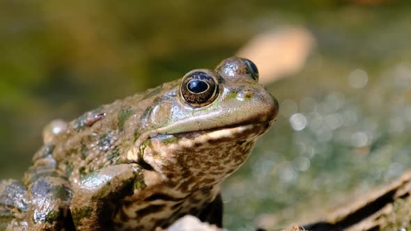 Portrait of Frog Sits on the Shore By the River Close Up