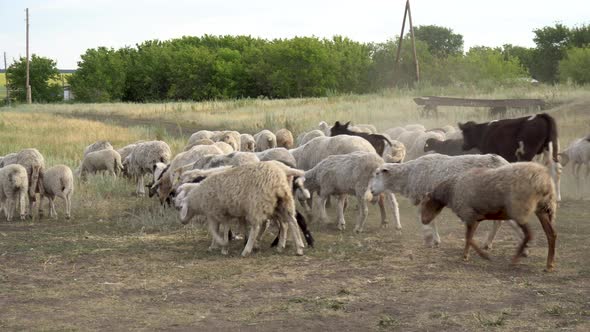 A Flock of Sheep and Cows Are Running on the Farm. Helpless Animals Are Led By a Shepherd.